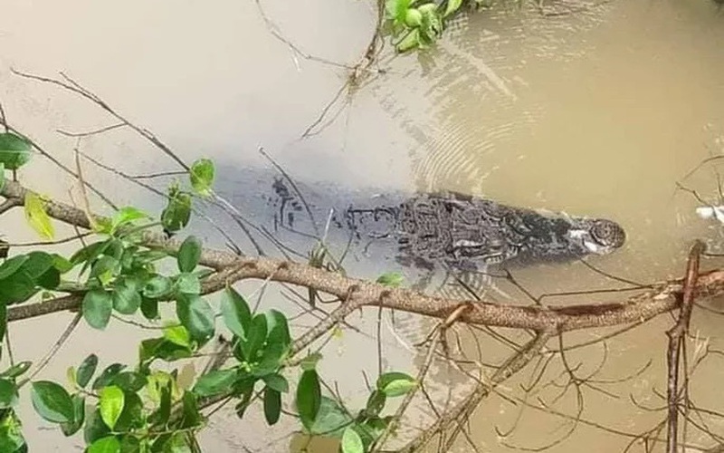 Đồng Tháp: Con cá sấu khủng dài 1,5m bơi trên sông ngay bến đò, dân tình hoảng hốt