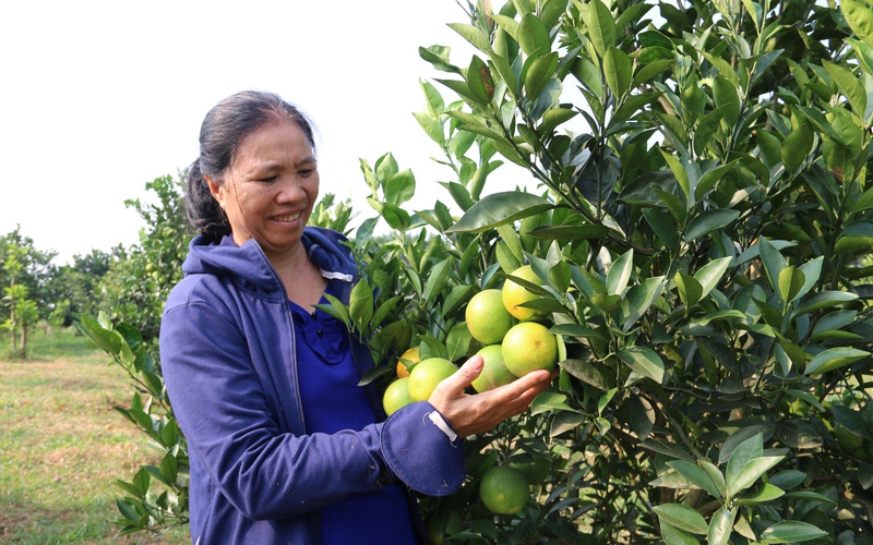 Hòa Bình: Sẵn sàng cho mùa lễ hội cam Cao Phong