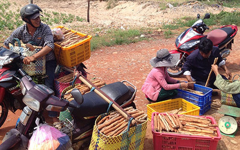 Bình Thuận: Vùng đất dân đi ngủ nhờ, sáng sớm chui vô rừng Tà Cú đào thứ củ rõ dài, ăn rất bổ