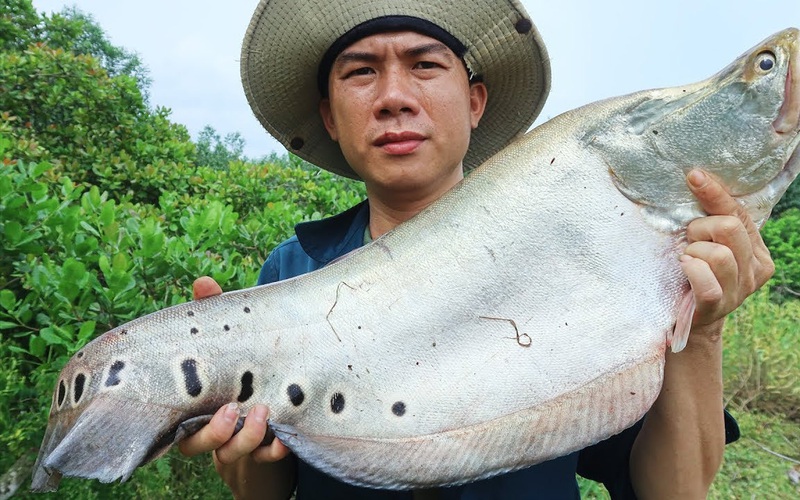 Thác lác sông ở tỉnh Kon Tum là loài cá gì mà khiến dân ở đây bắt được là cả nhà vui mừng?