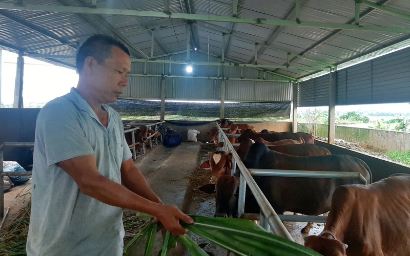 Chở cỏ bằng ô tô mang về chăn nuôi những con bò to bự, ông nông dân tỉnh Yên Bái ăn chắc 30 triệu/tháng