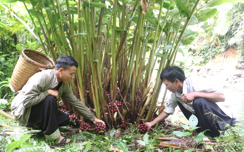 Chuyện giảm nghèo ở “lõi nghèo” Tây Bắc (bài 3): Người Mông ở Sơn La khá giả nhờ cây thảo quả
