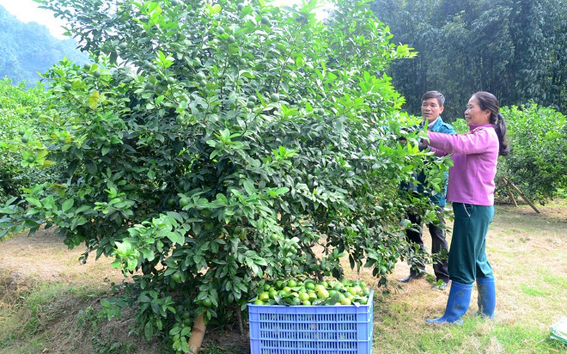 Tuyên Quang: Nông dân đổ xô trồng chanh tứ quý, ngành chức năng cảnh báo "nóng"