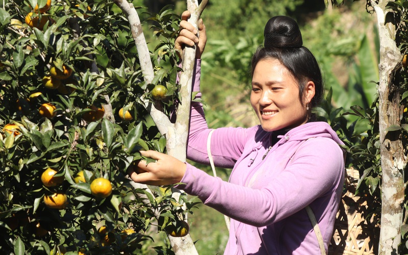 Trồng cam Đường Canh, nữ hội viên nông dân “bỏ túi” hơn trăm triệu mỗi năm