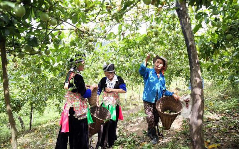 Gương điển hình về giảm nghèo trong cộng đồng (bài 5): Bản nghèo hồi sinh nhờ trồng cây chanh leo 