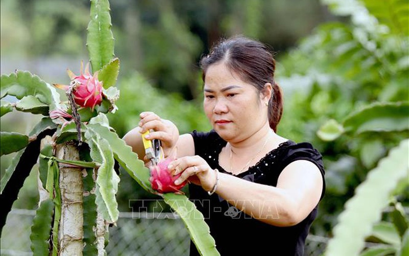 Thu nhập cao nhờ liên kết trồng thanh long ruột đỏ