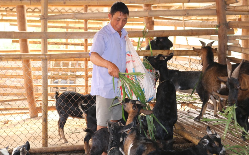 Nuôi toàn con đặc sản đen cả chuồng, một ông nông dân tỉnh Sơn La chăm nhàn mà thu hàng trăm triệu