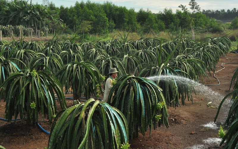 Đồng Nai: Trồng thanh long ruột đỏ, những ông nông dân trúng "vận đỏ"