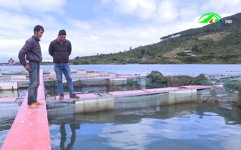 Lâm Đồng: Mô hình nuôi cá trên đập Kala