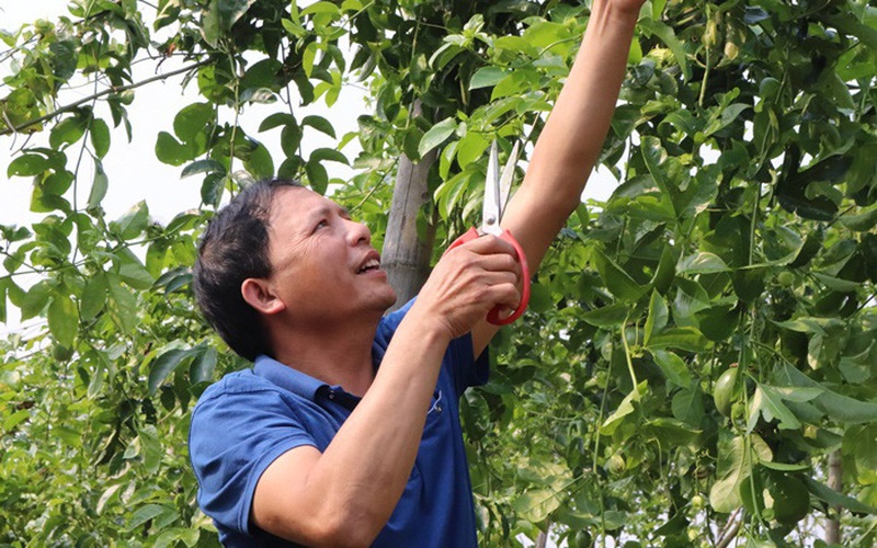 Liên kết trồng chanh leo, nông dân Sơn La lãi trăm triệu đồng mỗi năm