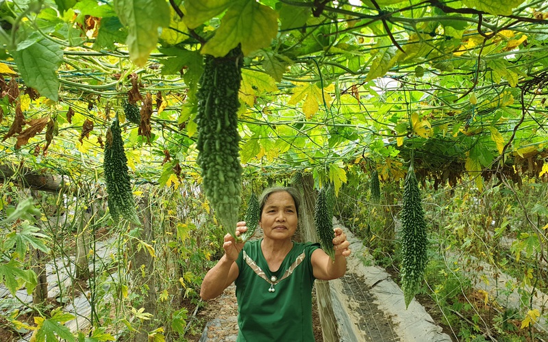 Thanh Hóa: Trồng mướp đắng ra trái khổng lồ, U60 "hái" 500 ngàn đồng mỗi ngày