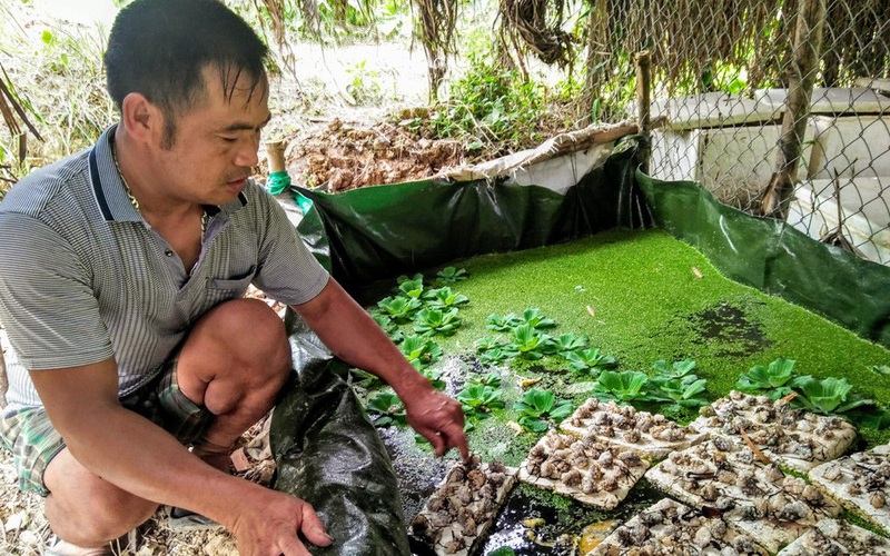 "Vua" ốc bươu đen ở Nghệ An mỗi năm thu 500 triệu đồng bán ốc giống, ốc thịt
