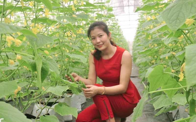 Bắc Ninh: Trồng dưa “mắn đẻ”, giám đốc nông dân xinh như hotgirl bán trái vô siêu thị