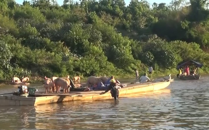 Lợn được mặc áo phao vượt sông thẩm lậu từ Lào về nội địa