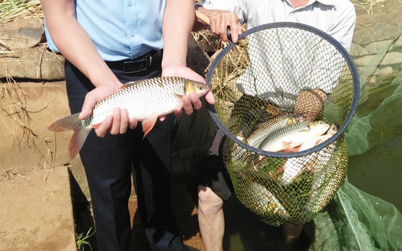 Lâm Đồng: Cho cá chài đặc sản miền Tây ở với cá chép, 2 con "chung sống hòa bình", bắt lên cả tấn