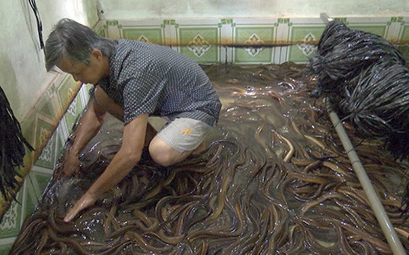 Vùng đất dân nuôi lươn không bùn trong bể, mở ra thấy toàn con to bự