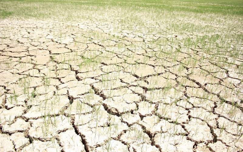 Nghệ An: Ruộng đồng nứt nẻ, hàng nghìn ha lúa nguy cơ bị xóa sổ
