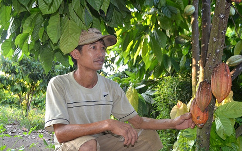 Cho tiêu, điều "ở chung" với ca cao, nông dân Bình Phước sống khỏe
