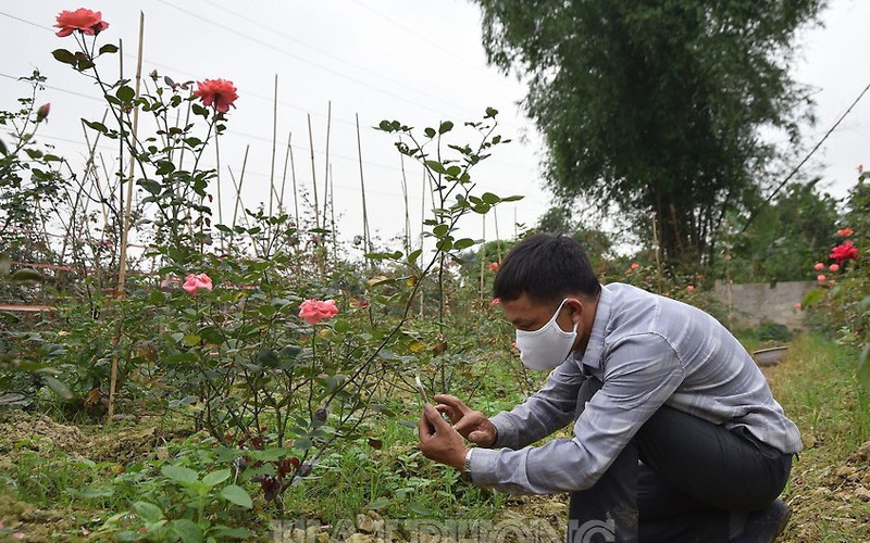 Hải Phòng: Một nông dân thu 1 tỷ đồng mỗi năm nhờ trồng hoa hồng cổ