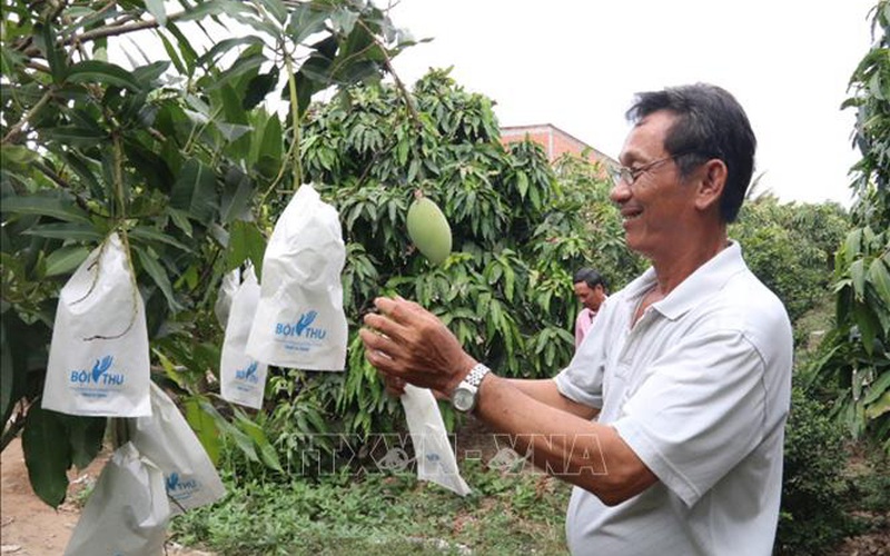 Triển vọng mới cho trái xoài cát Hòa Lộc