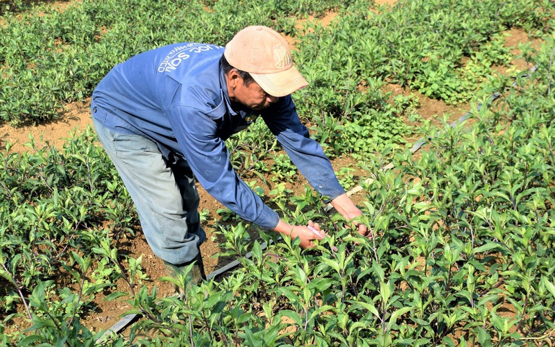 Quảng Nam: Thứ rau rừng thơm mùi thuốc Bắc trồng trên rẫy, ai cũng muốn mua