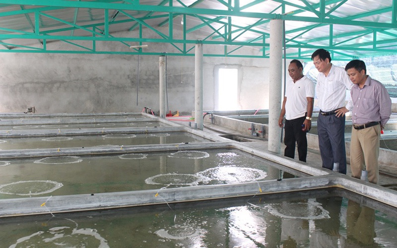 Quảng Trị: Nông nghiệp công nghệ cao-nuôi ốc hương trong nhà, thu 10 tỷ mỗi năm
