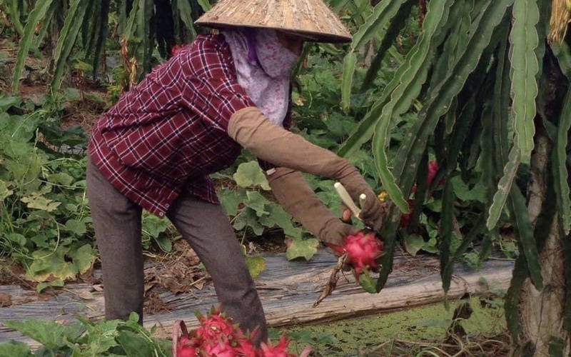 Thanh long chín ế đỏ vườn, nông dân Đồng Nai lao đao 