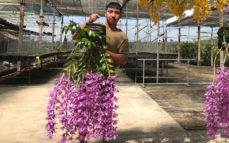 Từ phong lan bình dân đến lan đột biến tiền tỷ, thanh niên Lâm Đồng nhiều anh phát tài