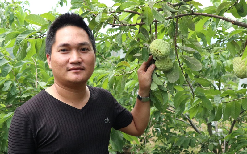 Lâm Đồng: Trồng na Thái trên đất đá, điều lạ là không phải tưới nước, hái trái bự bán 70 ngàn/ký