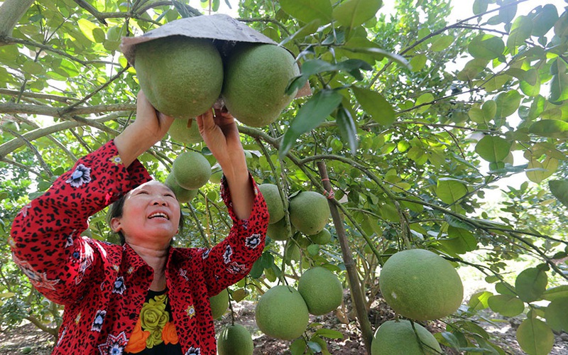 Hưng Yên: Nhiều nông dân giàu có, thành tỷ phú nhờ nuôi con đặc sản, trồng cây ăn quả đặc sản
