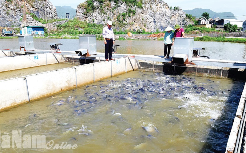 Thu nước trên núi Bút Sơn, làm "sông trong ao" nuôi cá, đàn cá nhung nhúc lớn như thổi, bán đắt hàng