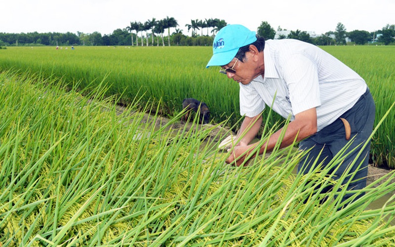 Kỹ sư Hồ Quang Cua-cha đẻ gạo ngon nhất thế giới 2019: Cần xử lý nghiêm việc lấy lúa thịt làm lúa giống