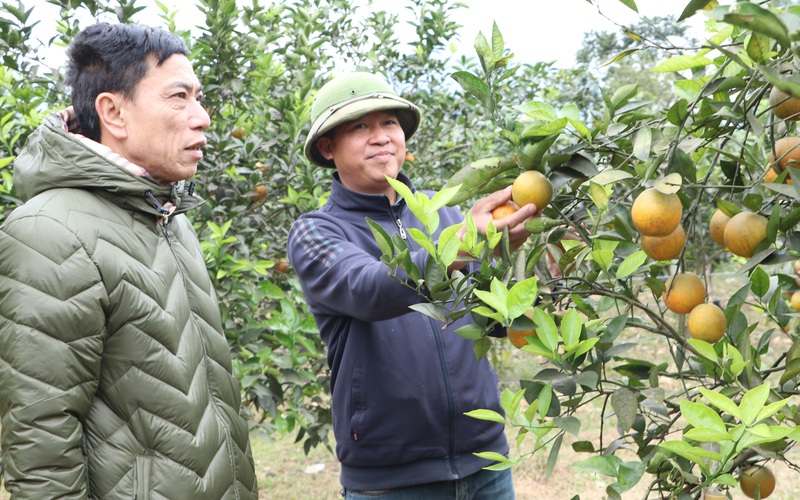 Huy Tân: Tập trung thực hiện tiêu chí thu nhập trong xây dựng nông thôn mới