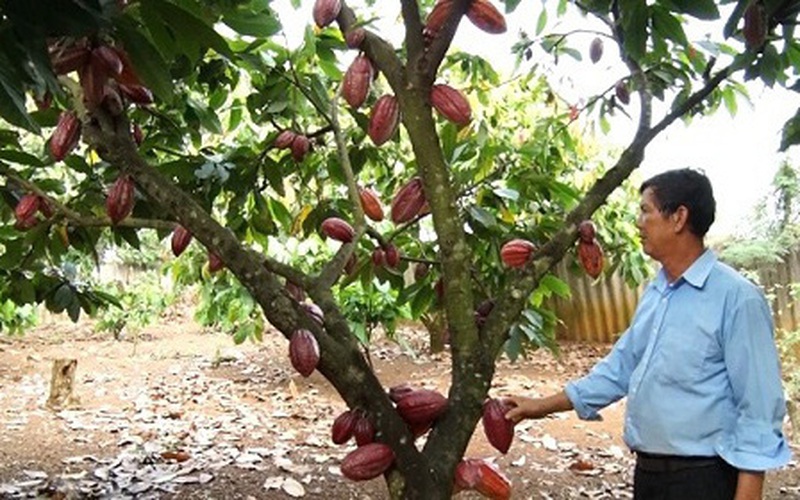 Đồng Nai: Trồng cây ca cao, nhìn đâu cũng thấy trái, dân hái bán cho công ty cứ 1ha lời tới 100 triệu