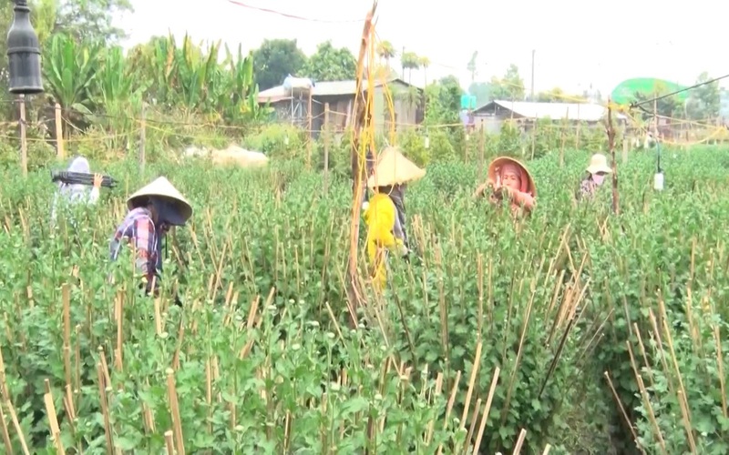 Không e ngại ảnh hưởng dịch bệnh covid, chàng nông dân vẫn đầu tư cả tỷ đồng trồng hoa bán tết