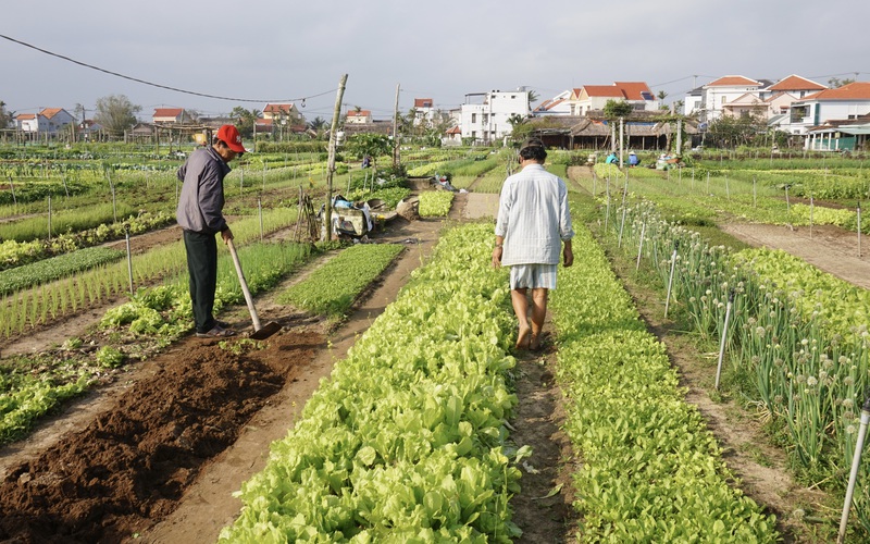 Quảng Nam: Sau Tết, nông dân "nài nỉ" người mua để thu vốn