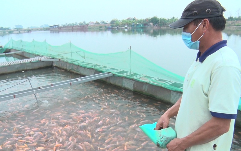 Gần 100 tấn cá không tiêu thụ được, nông dân Hải Dương bấm bụng chịu cảnh nuôi báo cô cá lồng quá lứa 