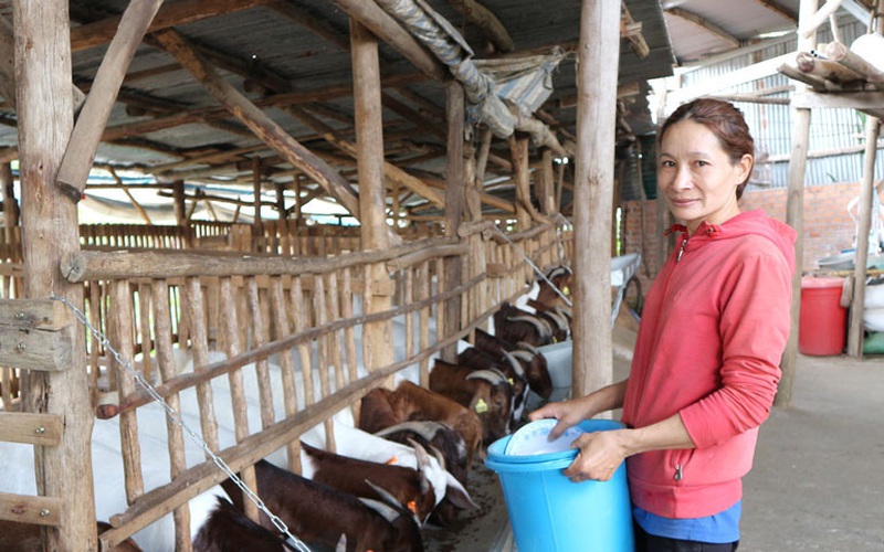 Lâm Đồng: Phu thê rủ nhau vô giữa vùng cà phê nuôi con 2 sừng có râu, ai đến xem cũng mê tít