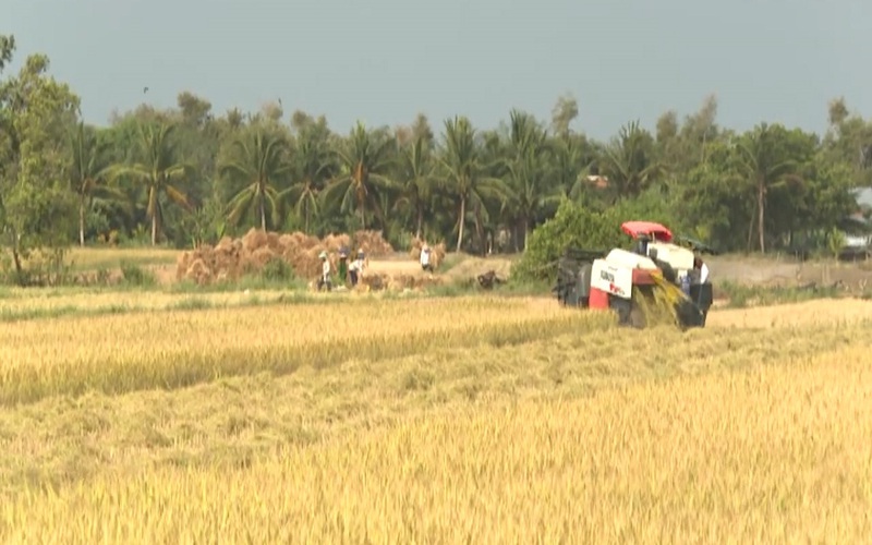 Thời tiết thuận lợi, nông dân trồng lúa Bến Tre trúng mùa được giá