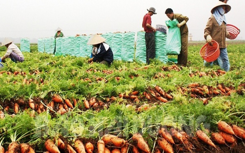 Từ 4/3, Hàn Quốc nhập khẩu cà rốt của Hải Dương trở lại