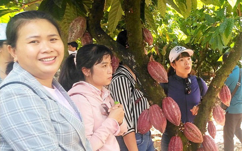 Loài cây từng bị hắt hủi chặt bỏ, nay làm rạng danh chocolate hữu cơ “Made in Bà Rịa - Vũng Tàu”