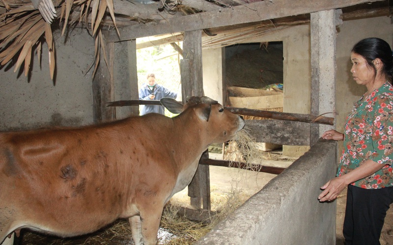 Clip: Trâu, bò ở Hà Tĩnh đồng loạt xuất hiện “bệnh lạ” khiến người dân lo lắng