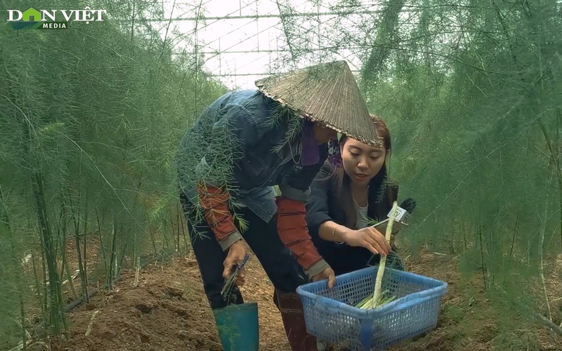 [TRỰC TIẾP] Cùng nông dân Phú Xuyên thu hoạch vườn măng tây giống Hà Lan siêu to