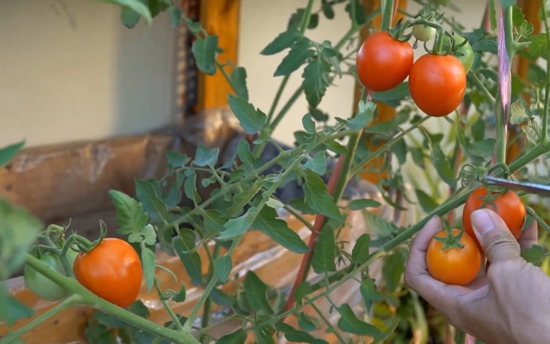 Clip: 3 cách trồng cà chua tại nhà một cách đơn giản nhất mà vẫn thu hoạch được bộn trái