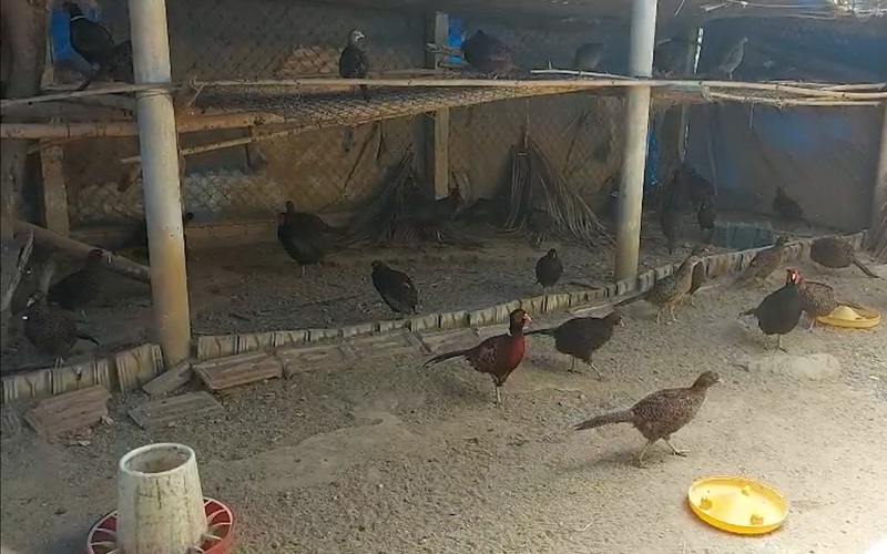 “Mục sở thị” đàn chim trĩ, công, gà độc lạ cả nghìn con của chàng cử nhân đại học
