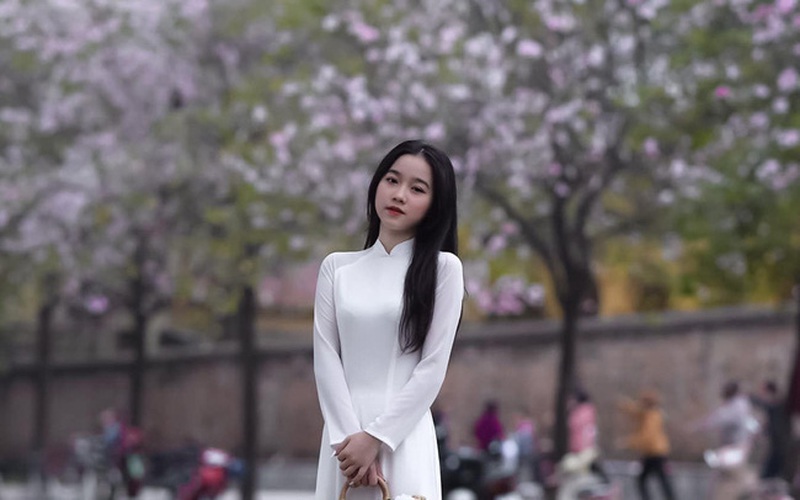 Hà Nội: Hoa ban nở rộ, giới trẻ đua nhau "khoe sắc" trên phố Bắc Sơn, Hoàng Diệu