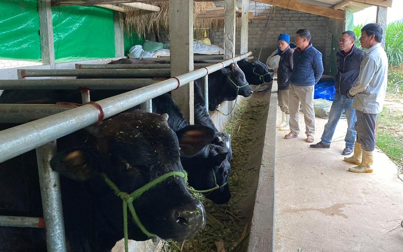 Nghệ An: Nuôi bò "lực sĩ" 3B nhập từ Bỉ, nặng cả tấn, bán mỗi con nông dân lãi 35 triệu đồng