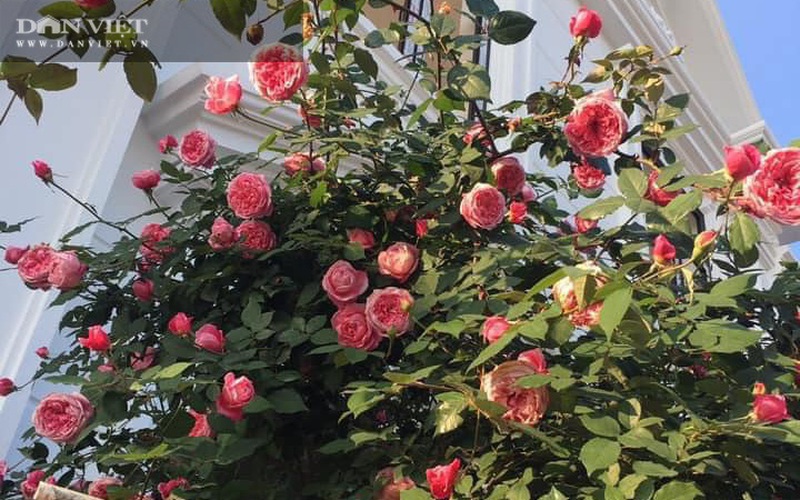 Ngôi nhà ngát hương từ 200 chậu hoa hồng của mẹ đảm Hưng Yên