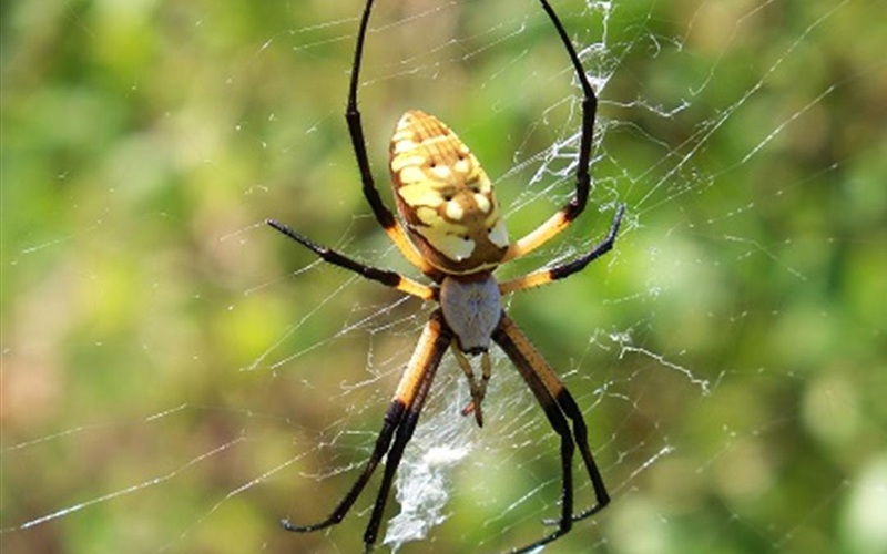 Hậu Giang: Nghề bắt nhện kiếm tiền triệu mỗi ngày