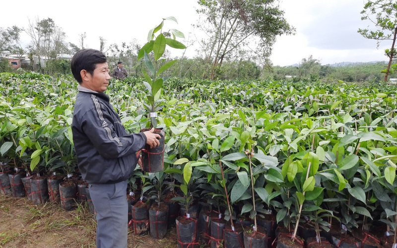 Quảng Nam: Chọn 9 nơi trồng cây “nữ hoàng”, loại cây cho thu tiền tỷ mỗi năm